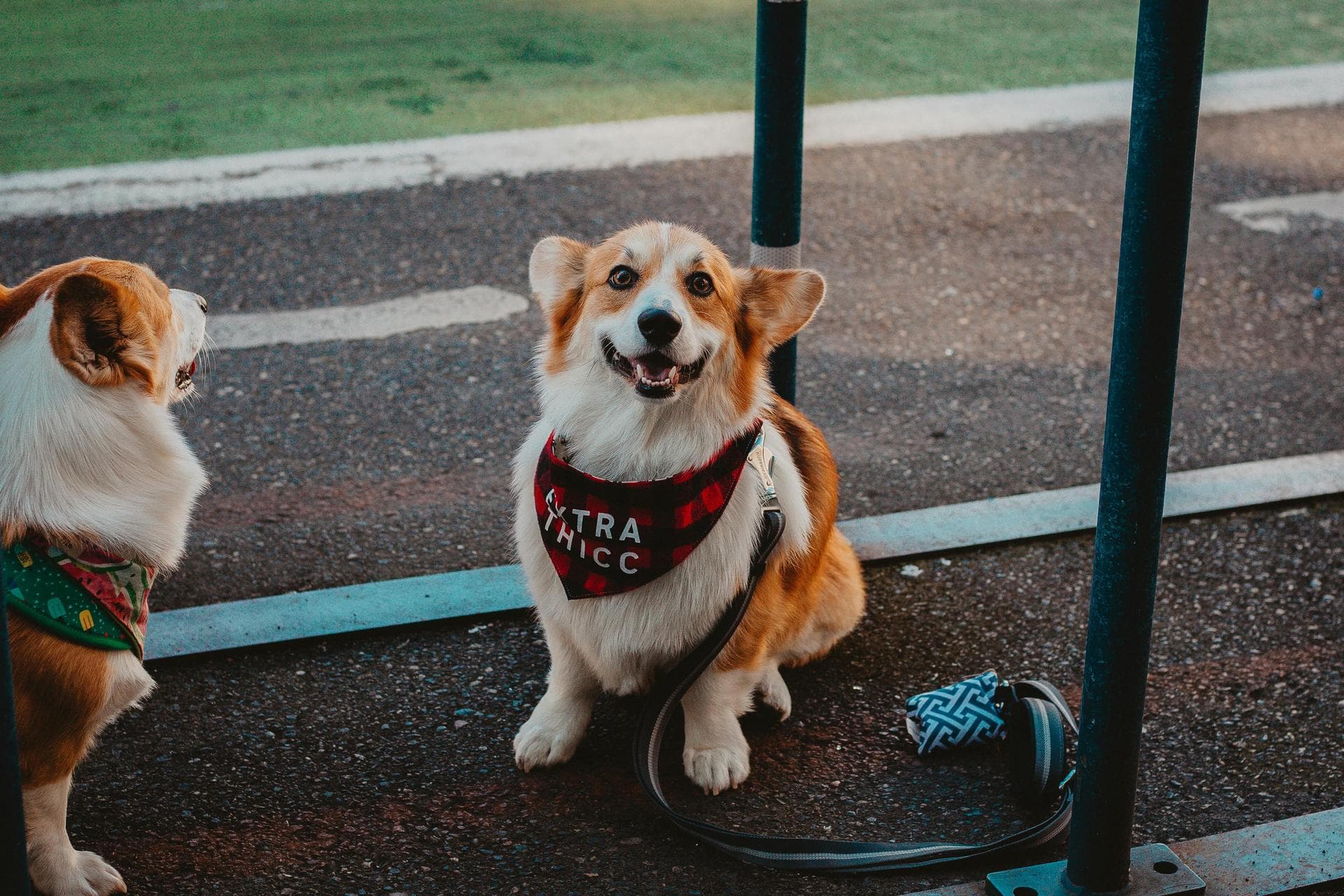 Best Vets in Fort Collins