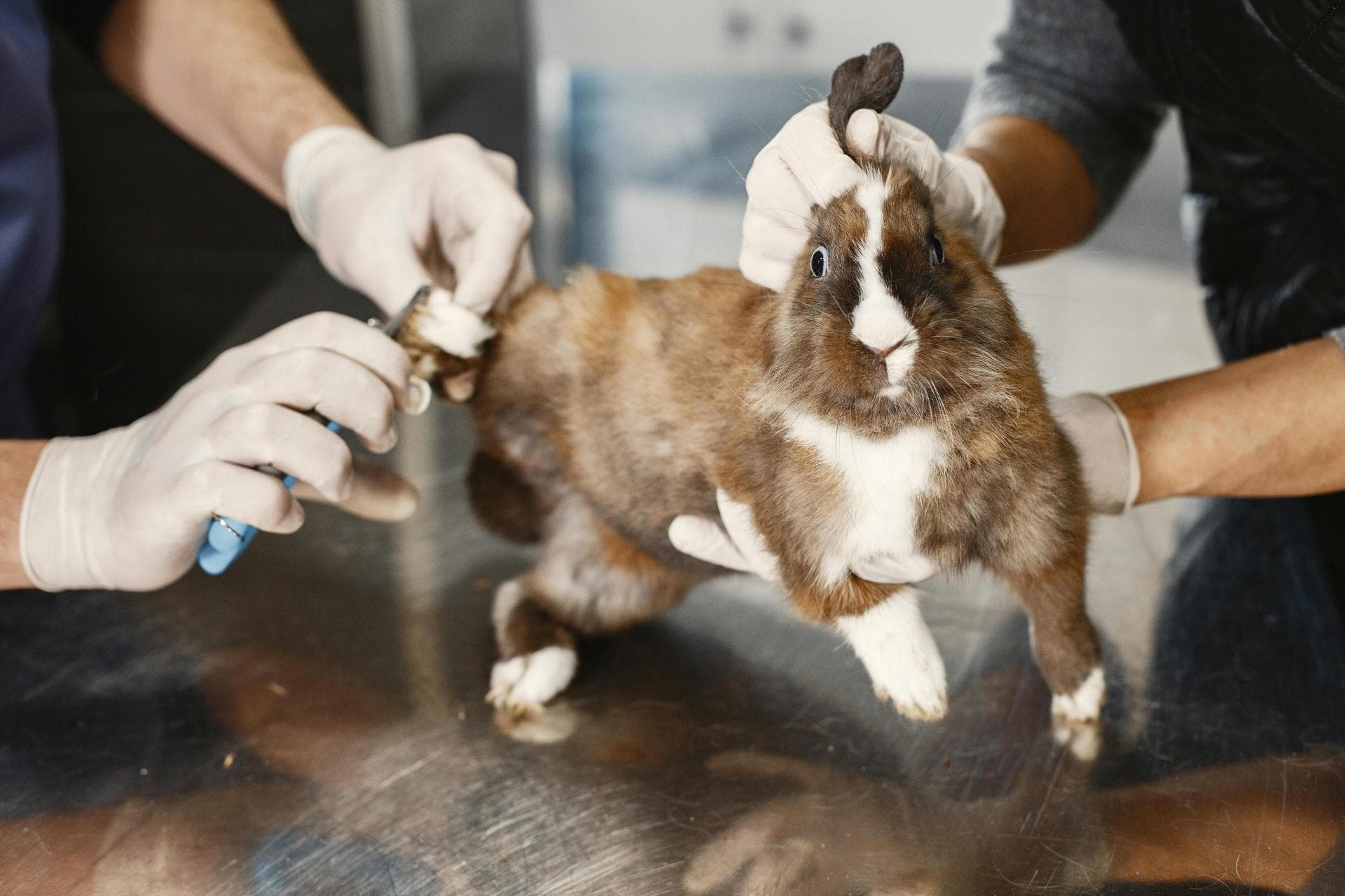 Dog & Cat Vets in Fort Collins